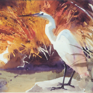 egret fishing